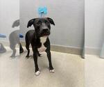 Small Argentinian Mastiff Mix