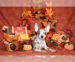 Medium Chihuahua