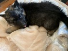 Small Photo #13 German Shepherd Dog-Siberian Husky Mix Puppy For Sale in HARRISON, AR, USA