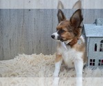 Small Photo #2 Papillon Puppy For Sale in HONEY BROOK, PA, USA