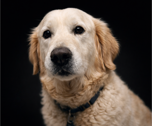 Mother of the Golden Retriever puppies born on 01/27/2026