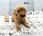 Small #4 Golden Retriever