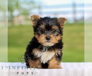 Yorkshire Terrier Puppy for sale in REINHOLDS, PA, USA