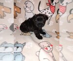 Small #11 Poodle (Toy)