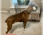 Small #5 Boxer