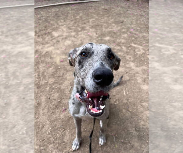 Medium Photo #4 Catahoula Leopard Dog-Great Dane Mix Puppy For Sale in Bullard, TX, USA
