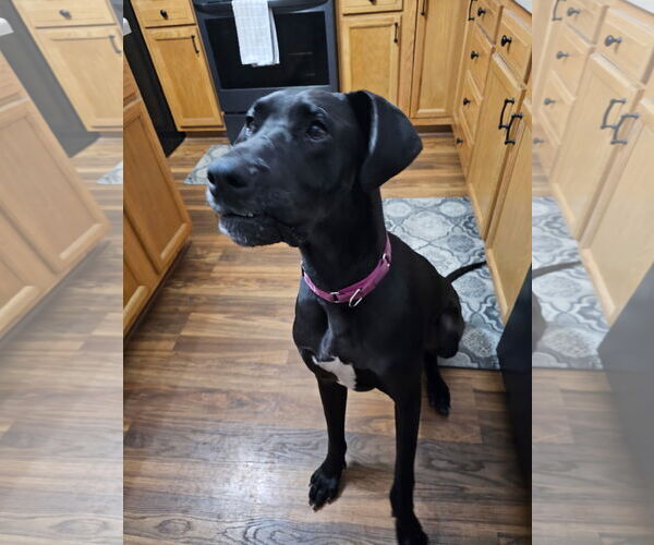 Medium Photo #6 Great Dane Puppy For Sale in Buffalo, MN, USA
