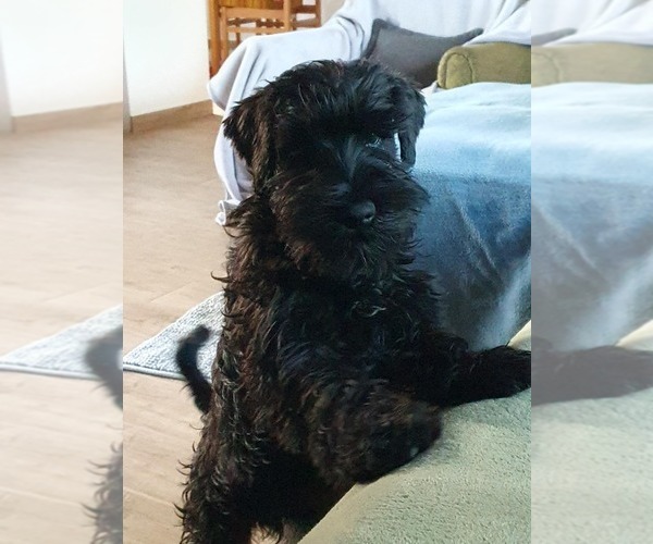 Medium Photo #11 Schnauzer (Miniature) Puppy For Sale in Hatvan, Heves, Hungary