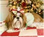 Small #12 Shih Tzu