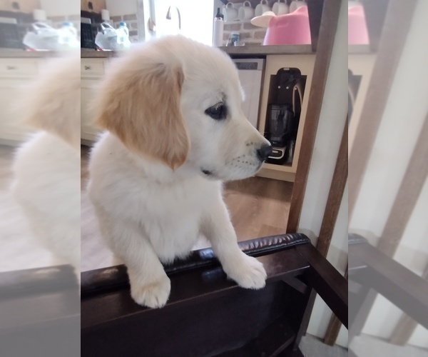 Medium Photo #12 Golden Retriever Puppy For Sale in SPRING GROVE, PA, USA