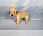 Small Photo #6 Golden Retriever Puppy For Sale in BLACK FOREST, CO, USA