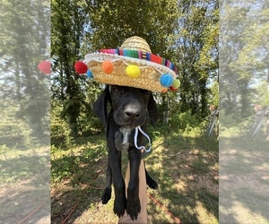 German Shorthaired Pointer Puppy for sale in GREENVILLE, SC, USA