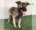 Small #5 German Shepherd Dog Mix
