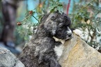Small Photo #5 Pyredoodle Puppy For Sale in BOWLING GREEN, OH, USA