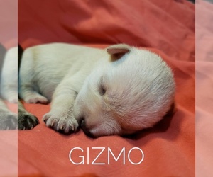 Schnauzer (Miniature) Puppy for sale in CEDAR GAP, MO, USA