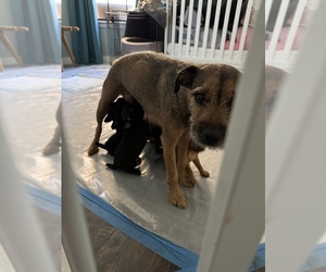 Patterdale Terrier Puppy for sale in ALEDO, TX, USA