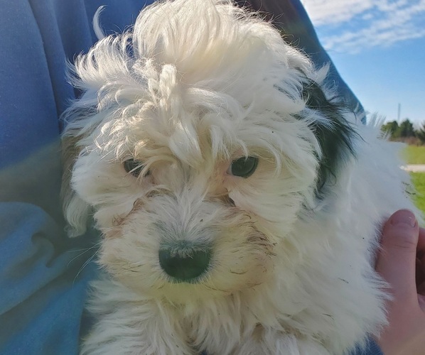 Medium Photo #9 Bernedoodle (Miniature) Puppy For Sale in LEETONIA, OH, USA