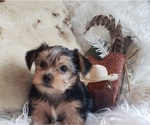 Small Photo #29 Shorkie Tzu Puppy For Sale in NEVADA, TX, USA