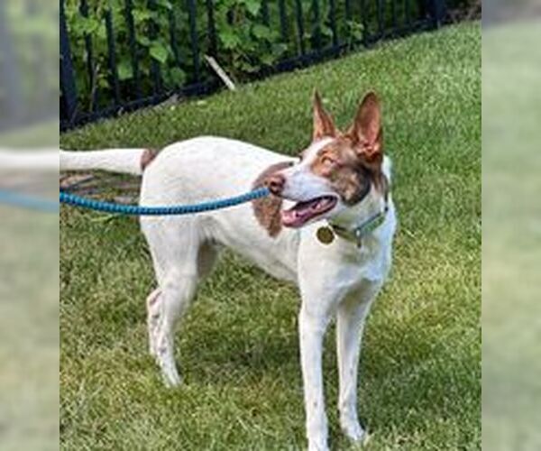 Medium Photo #8 Mutt Puppy For Sale in Cherry Hill, NJ, USA