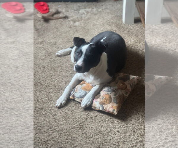 Medium Photo #3 Mutt Puppy For Sale in Germantown, OH, USA