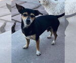 Small #3 Chihuahua Mix
