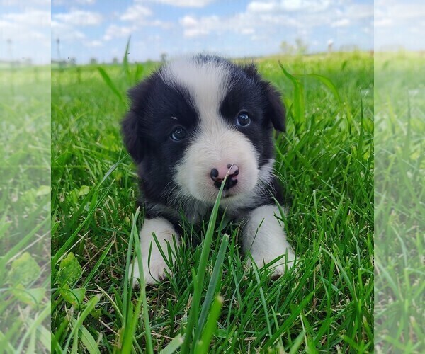 Medium Photo #6 Border Collie Puppy For Sale in NORBORNE, MO, USA