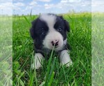 Small #5 Border Collie