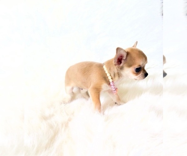 Medium Photo #2 Chihuahua Puppy For Sale in SACRAMENTO, CA, USA