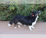 Small Photo #1 Cardigan Welsh Corgi Puppy For Sale in LIVERMORE, CO, USA