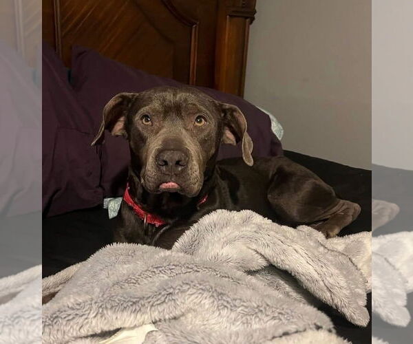 Medium Photo #6 American Pit Bull Terrier-Unknown Mix Puppy For Sale in Oakhurst, NJ, USA