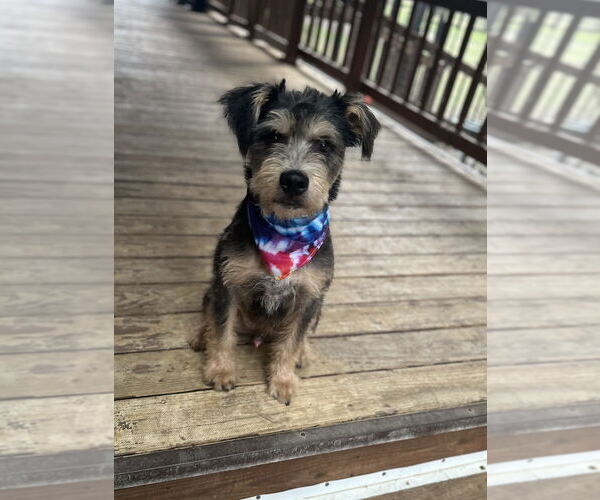 Medium Photo #2 Mutt Puppy For Sale in Oak Bluffs, MA, USA