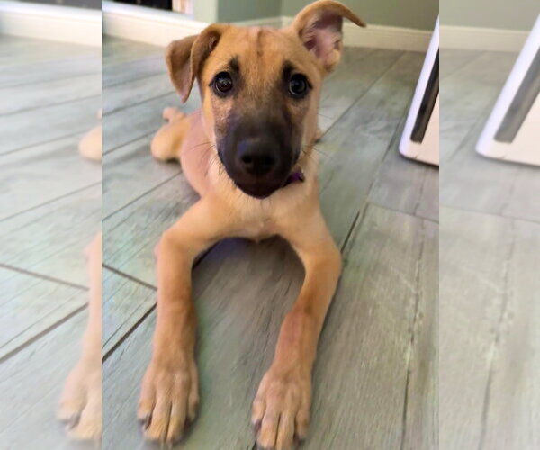 Medium Photo #10 Mutt Puppy For Sale in Naples, FL, USA