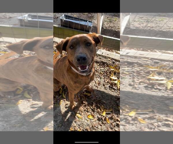 Medium Photo #2 Mutt Puppy For Sale in Holly Springs, NC, USA