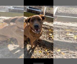 Sassy - Female Mutt Dog for Adoption - Photo #2