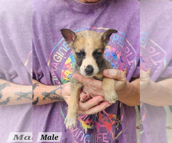 Medium Photo #3 Mutt Puppy For Sale in Royal Palm Beach, FL, USA