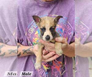 Beers* - Male Mutt Dog for Adoption - Photo #3