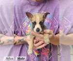Small Photo #3 Mutt Puppy For Sale in Royal Palm Beach, FL, USA