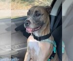 Small #8 American Pit Bull Terrier Mix