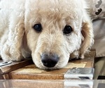 Small Photo #1 Goldendoodle Puppy For Sale in PENSACOLA, FL, USA