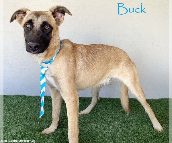 Medium Photo #4 Mutt Puppy For Sale in San Diego, CA, USA