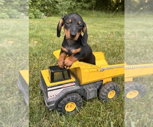 Dachshund Puppy for sale in MIDDLEBURY, IN, USA