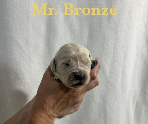 Medium Photo #5 English Cream Golden Retriever Puppy For Sale in ELLENSBURG, WA, USA