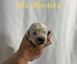 Puppy Bronze English Cream Golden Retriever