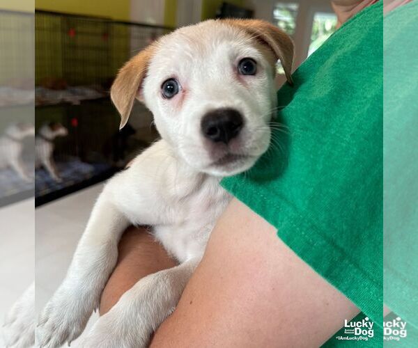 Medium Photo #2 Labrador Retriever-Unknown Mix Puppy For Sale in Washington, DC, USA