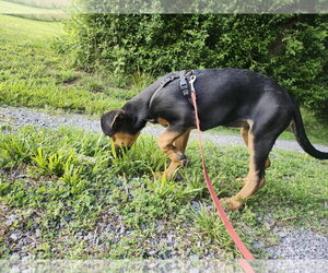 German Shepherd Dog-Unknown Mix Dogs for adoption in Hinton, WV, USA