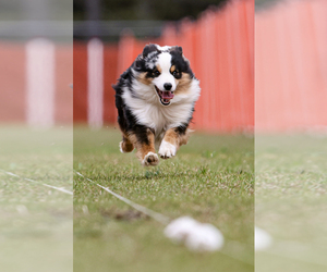 Father of the Miniature American Shepherd puppies born on 06/25/2025