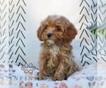 Small #2 Cavapoo (Miniature)