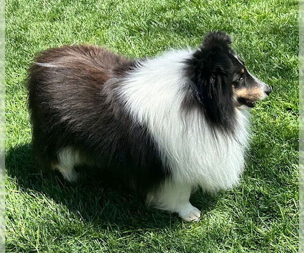 Medium Photo #6 Mutt Puppy For Sale in Wamego, KS, USA