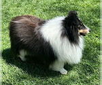 Small #5 Mutt