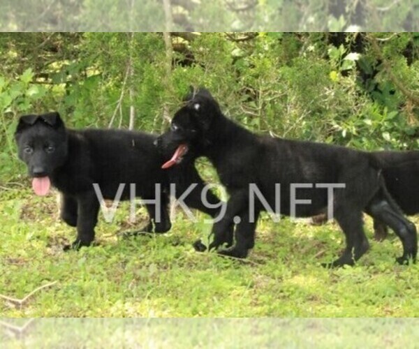 Medium Photo #2 German Shepherd Dog Puppy For Sale in MIAMI, FL, USA